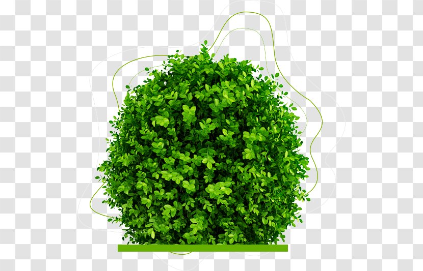 Buxus Sempervirens Houseplant Evergreen - Box - House Transparent PNG