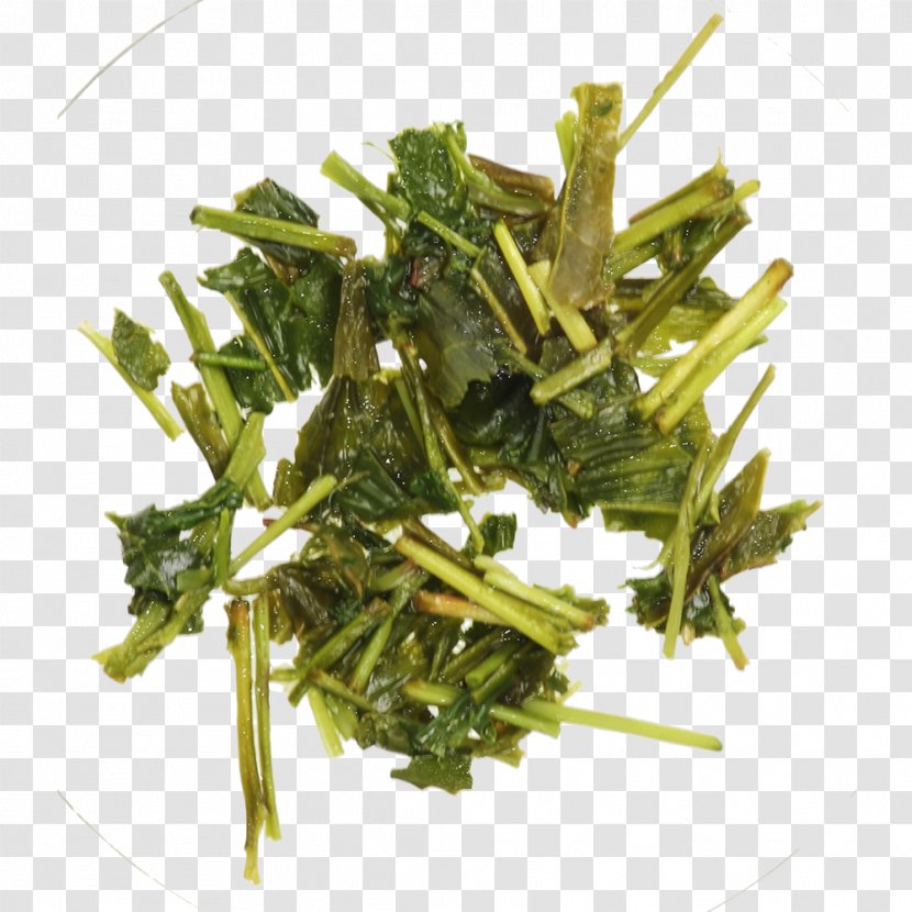 Spring Greens Brit + Co Houseplant Rapini - Herb - Japan Tea Transparent PNG