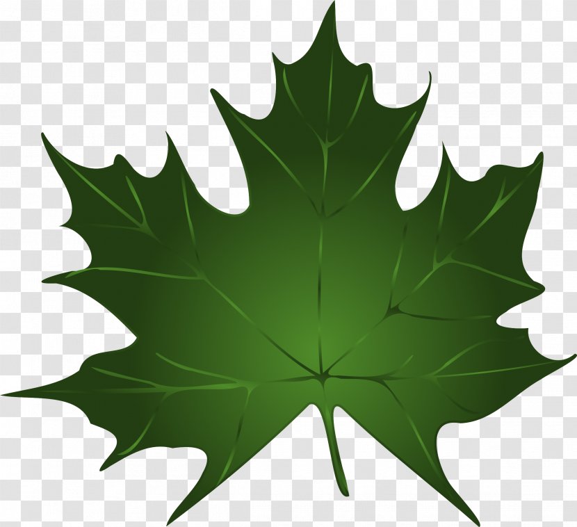 Maple Leaf Green Autumn Color Clip Art - Canadian Gold - Leafe Transparent PNG