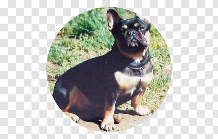 French Bulldog English Toy Terrier Rottweiler Puppy - Dog Breed Transparent PNG