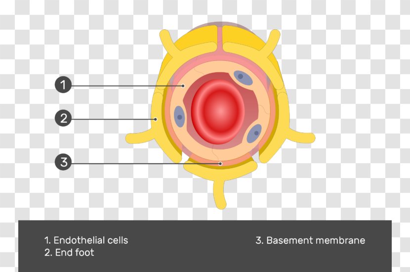 Astrocyte Basement Membrane Cell Capillary Endothelium - Frame - Brain Cells Transparent PNG