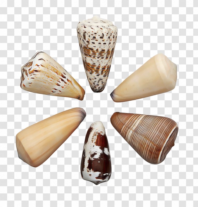 Conchology Geography Cone - Clam - Bead Conch Transparent PNG