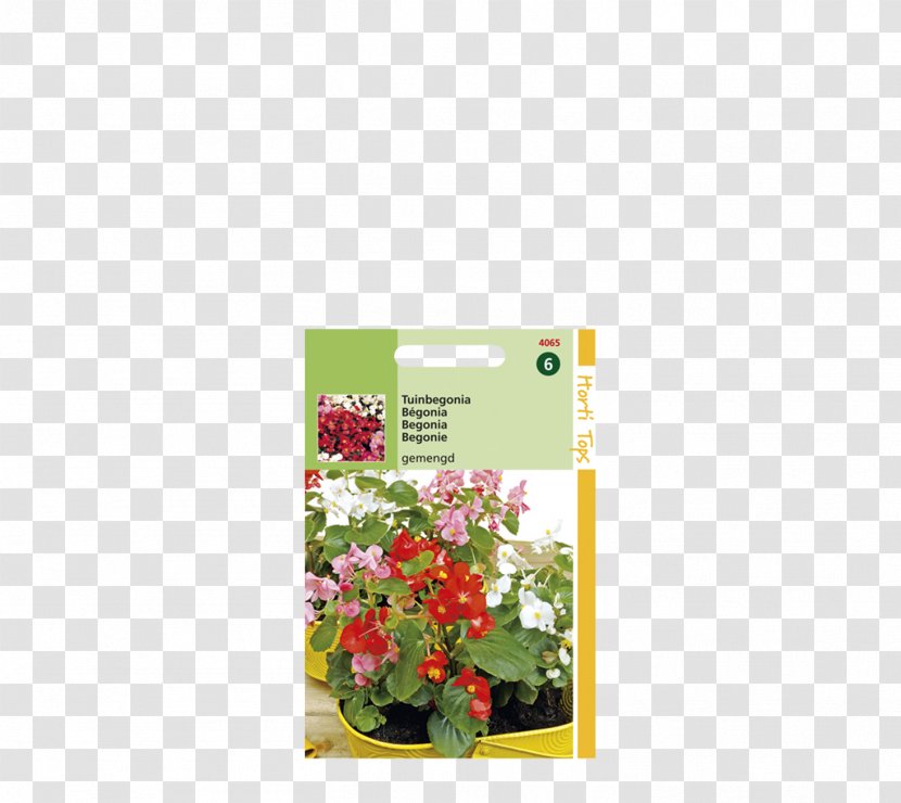 Petal Wax Begonia Floral Design Flower - Coccinea Transparent PNG