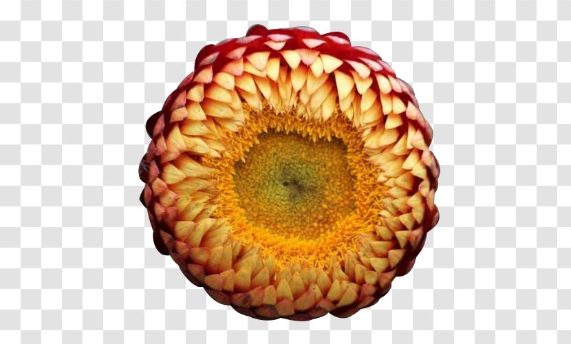 Curry Plant Chrysanthemum Flower Xerochrysum Bracteatum - Petal - Large Buds Picture Material Transparent PNG