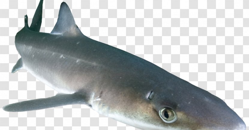 Spiny Dogfish Squalidae Prickly Shark Chondrichthyes - Marine Biology - Sharks Transparent PNG