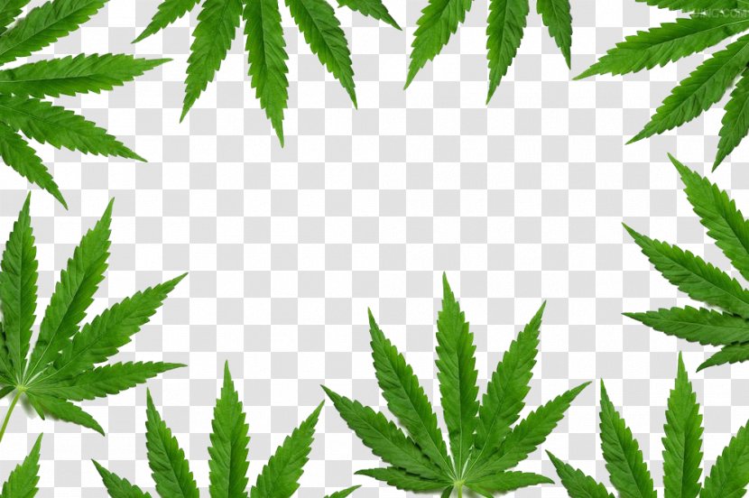 New York Cannabis Shutterstock - Marijuana Leaf Border Transparent PNG