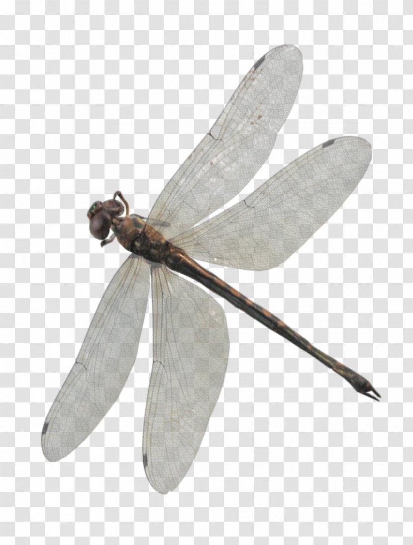 Dragonfly - Arthropod - 2 Transparent PNG