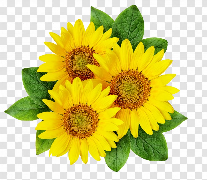 Common Sunflower Cartoon Seed - Yellow Transparent PNG
