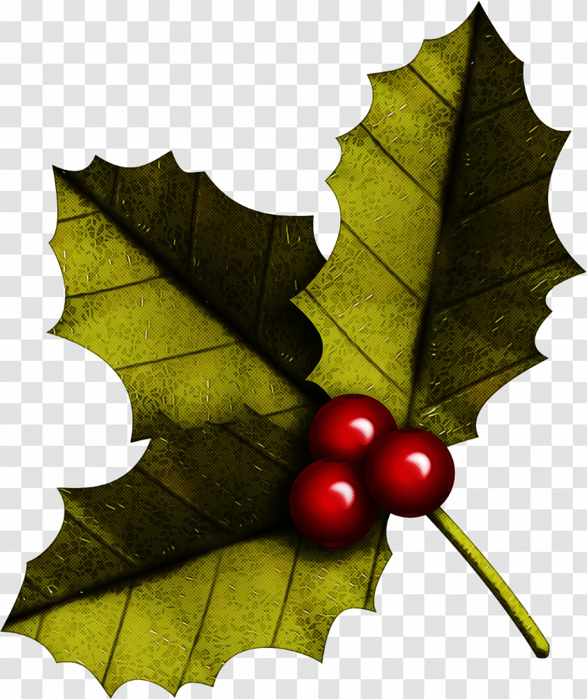 Christmas Holly Ilex Holly Transparent PNG