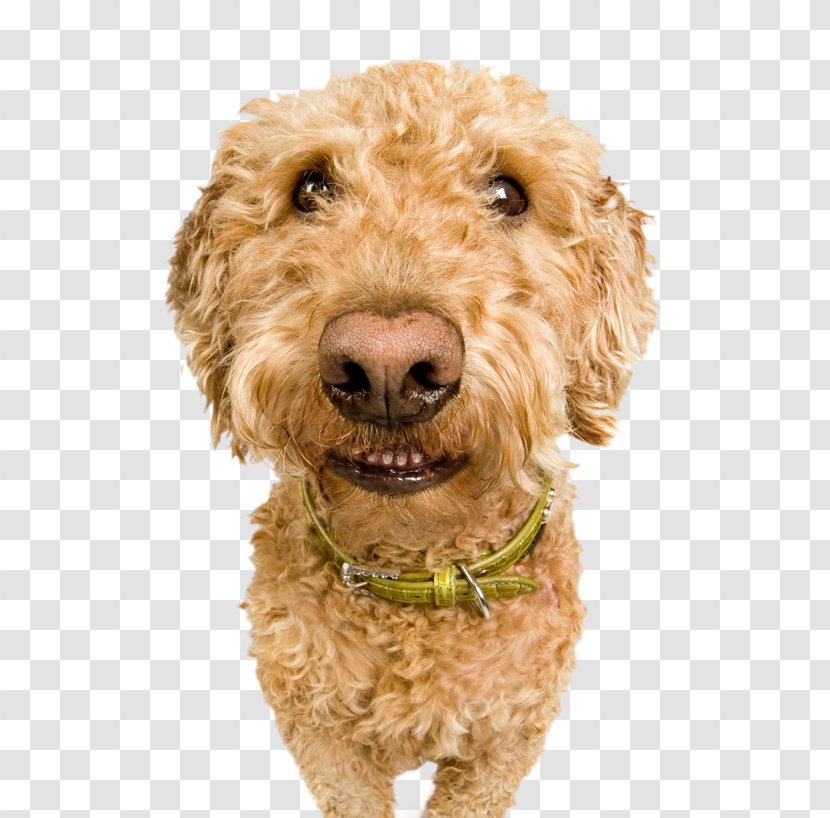 Cockapoo Goldendoodle Spanish Water Dog Miniature Poodle Schnoodle - Puppy Transparent PNG
