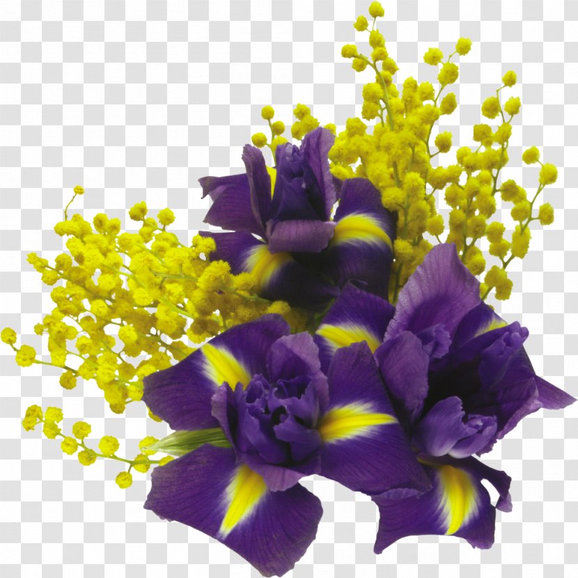 Information - Lilac - Mimosa Transparent PNG