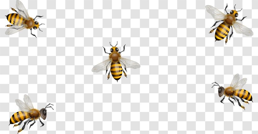 Honey Bee Paper Hornet Dietary Supplement Transparent PNG