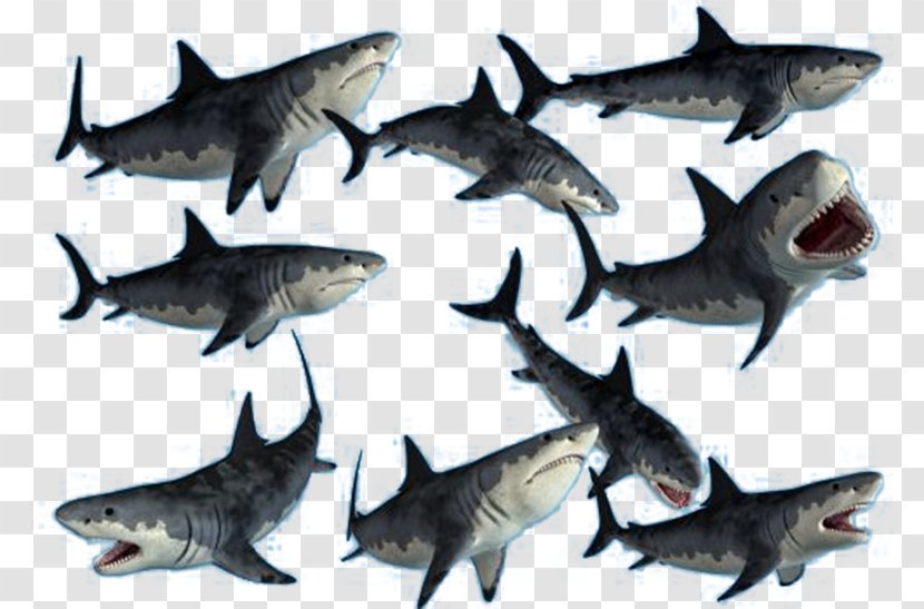 Requiem Shark Blue Clip Art - Organism - Bizarre Transparent PNG