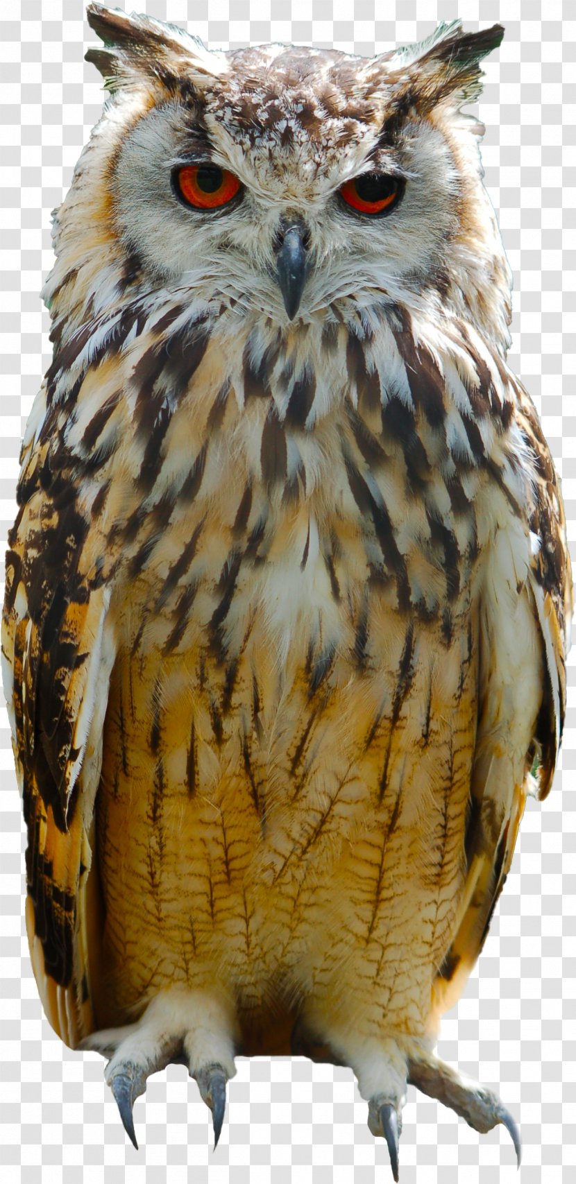 Great Horned Owl Bird Eurasian Eagle-owl Columbidae - Snowy Transparent PNG