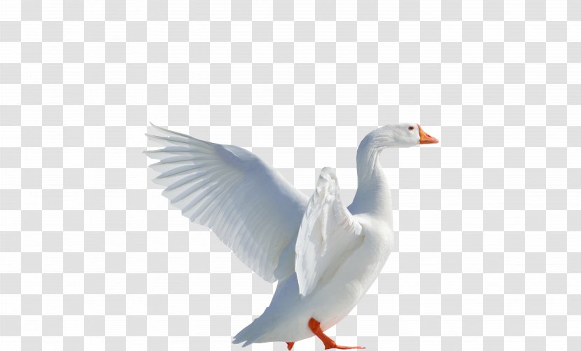 Goose Duck Cygnini Image Transparent PNG