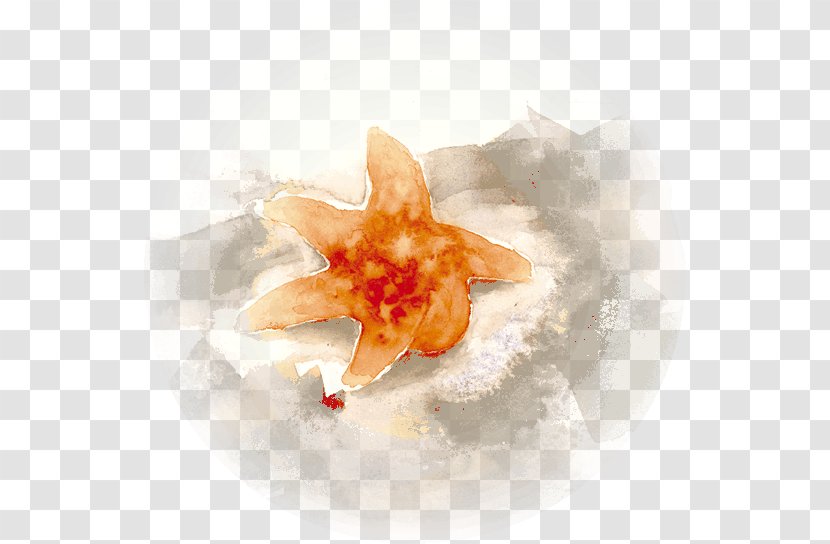 Seashell Conch - Sea Star Transparent PNG