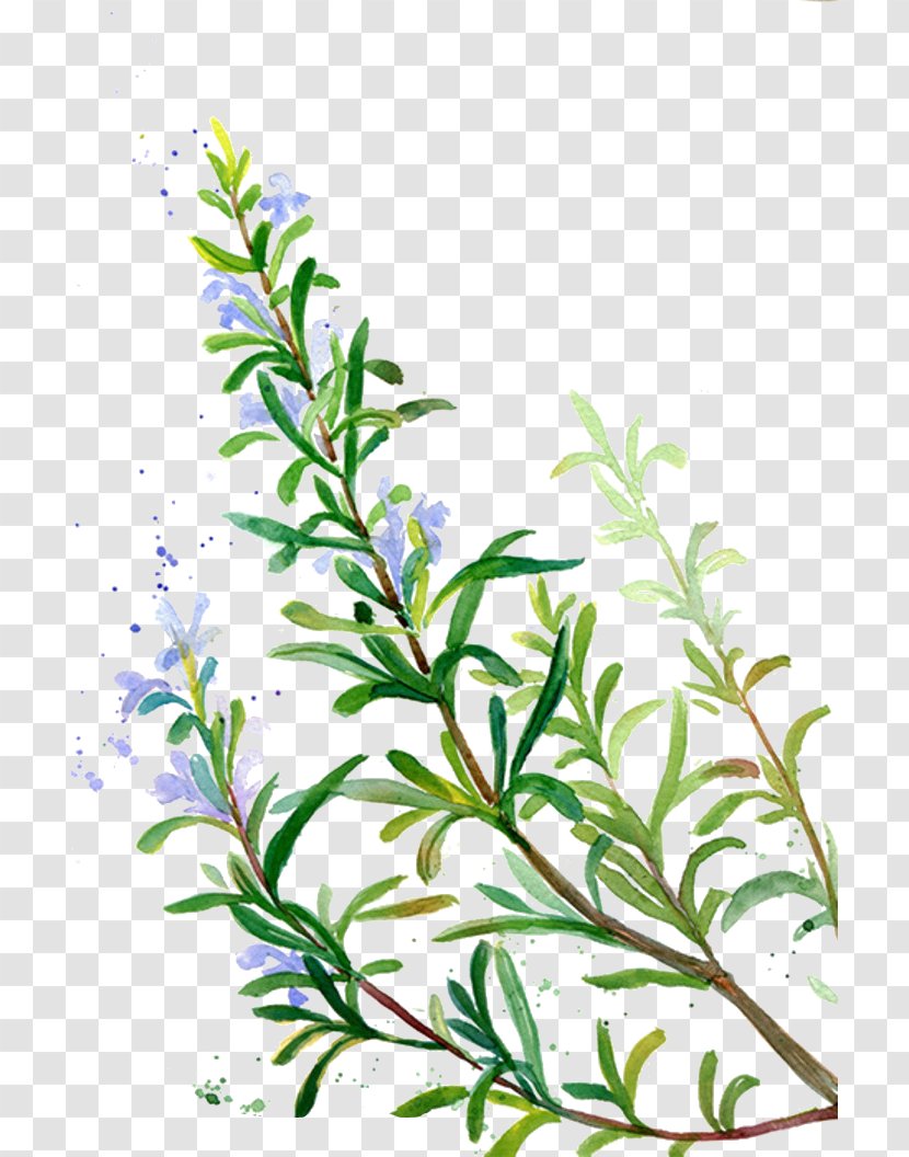 Rosemary Flavor Condiment Incense Spice - Purple Vegetation Transparent PNG