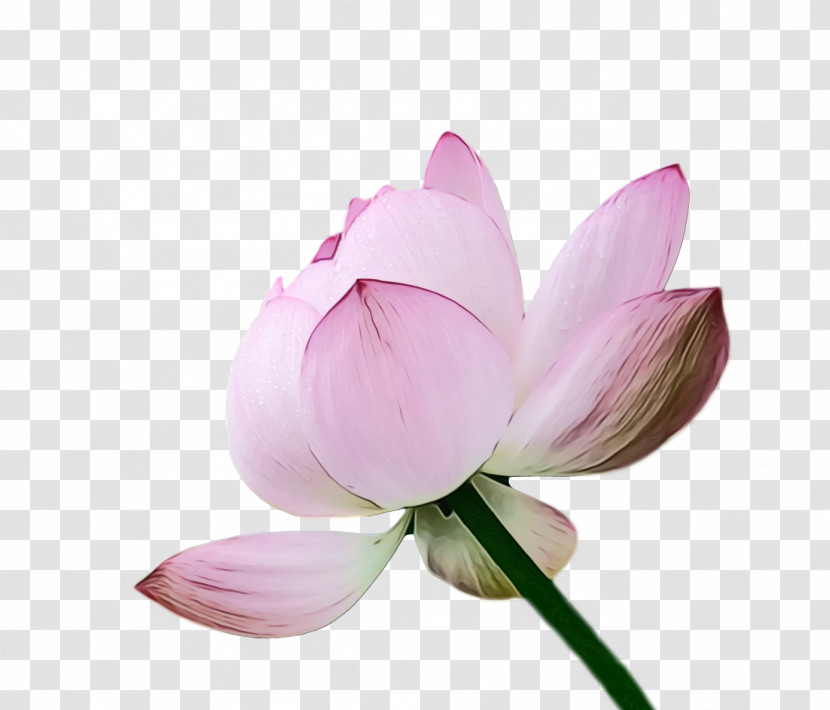 Sacred Lotus Plant Stem Cut Flowers Bud Flower Transparent PNG