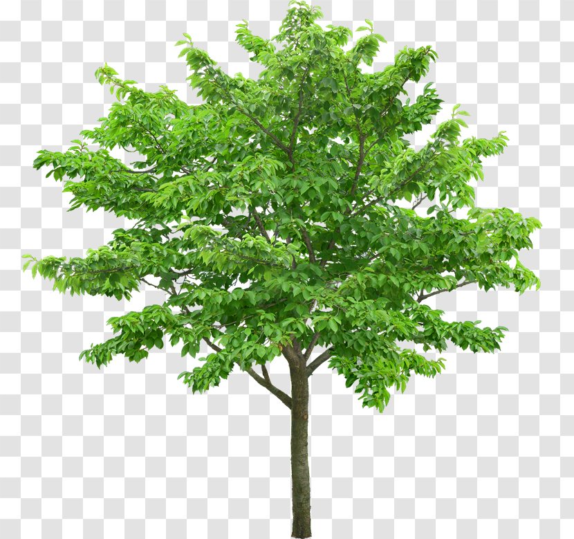 Tree Stock Photography Royalty-free - Pruning - Arbol Transparent PNG