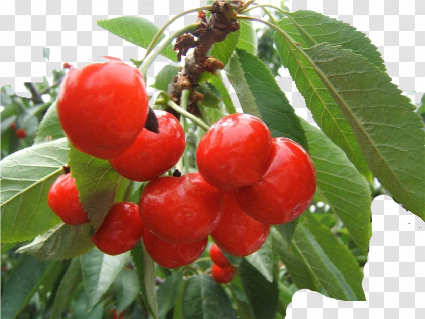 Barbados Cherry Berry Shepherdia Argentea - Food Transparent PNG