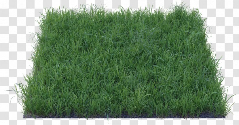Wheatgrass Lawn Fodder - Barley Grass Transparent PNG