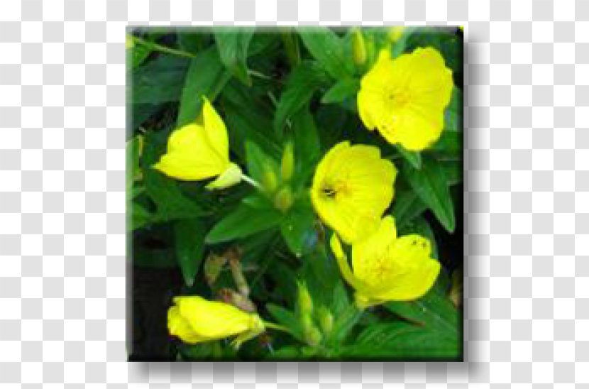 Oenothera Fruticosa Glazioviana Macrocarpa Perennial Plant Garden - Evening Primrose Family Transparent PNG