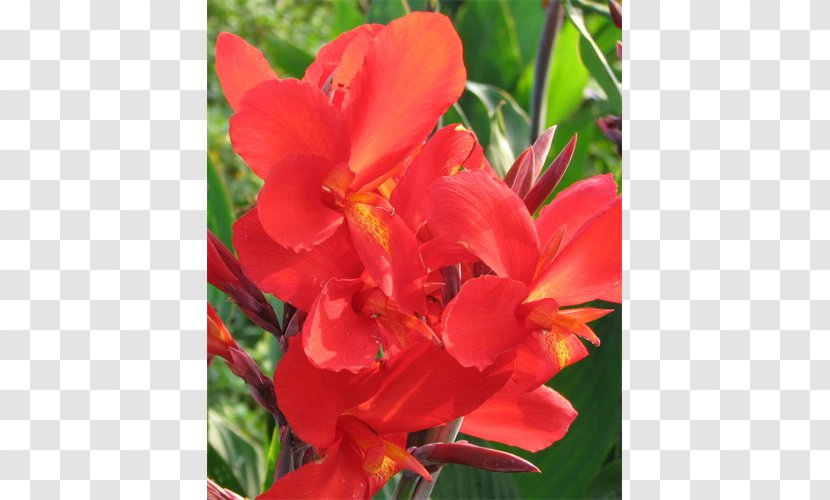 Canna Begonia Annual Plant Coppertips Herbaceous Transparent PNG