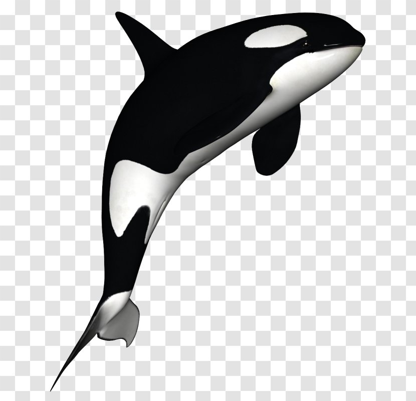 The Killer Whale Clip Art Cetacea Transparent PNG