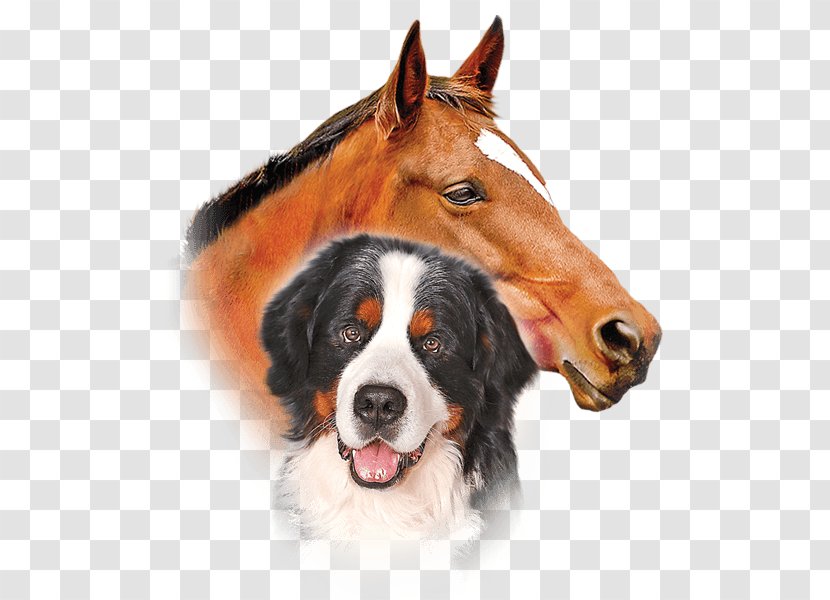 Dog Breed Bernese Mountain Permethrin Pekingese Horse - Tick Bug Transparent PNG