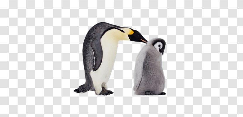 King Penguin Emperor Gentoo Antarctic Transparent PNG