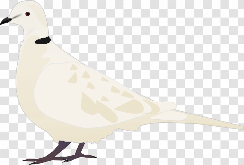 PIGION - Bird - Fauna Transparent PNG