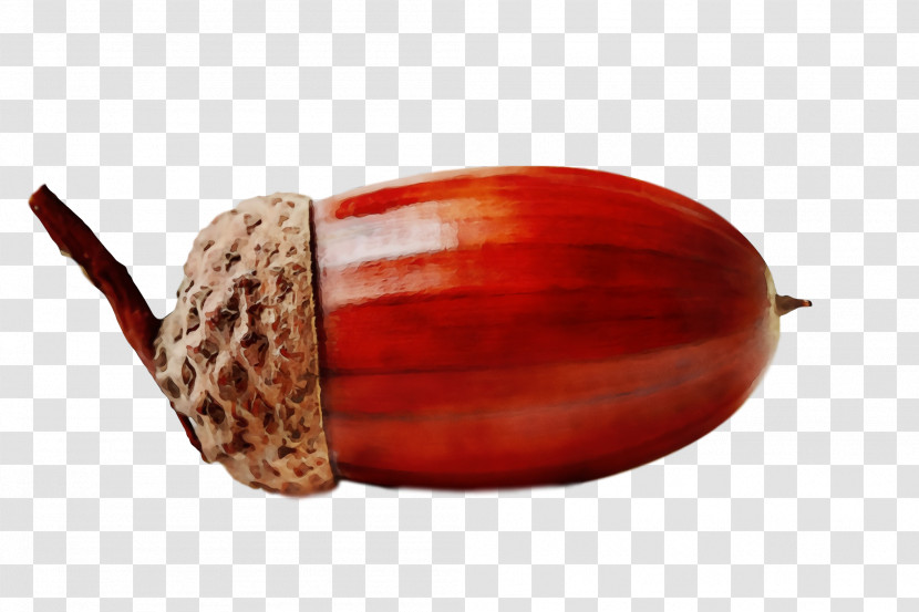 Nut Acorn Chestnut Top Nuts & Seeds Transparent PNG