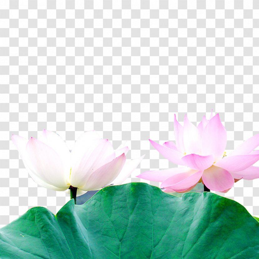 Nelumbo Nucifera Download Leaf Clip Art - Petal - Lotus Transparent PNG