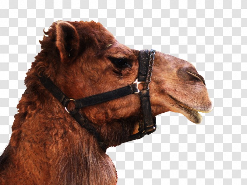 Dromedary Bactrian Camel Transparent PNG
