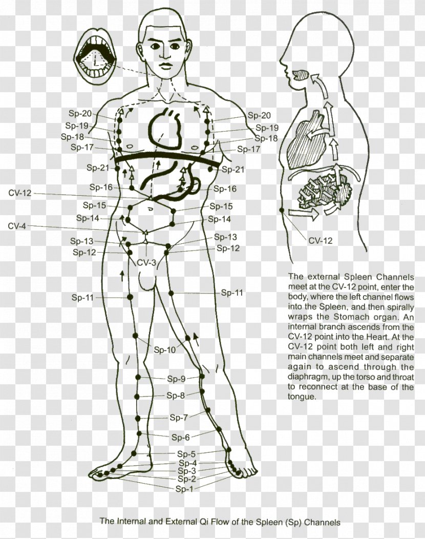 Meridian Spleen Traditional Chinese Medicine Acupuncture Small Intestine - Watercolor - Meridians Transparent PNG