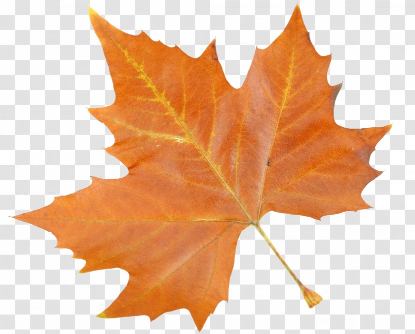 Maple Leaf Feature - Cosa Transparent PNG