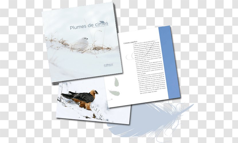 Advertising Brand Brochure - Plume Transparent PNG