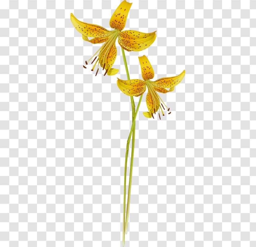 Alstroemeriaceae Fawn Lilies Plant Stem Lily M - Flora Transparent PNG