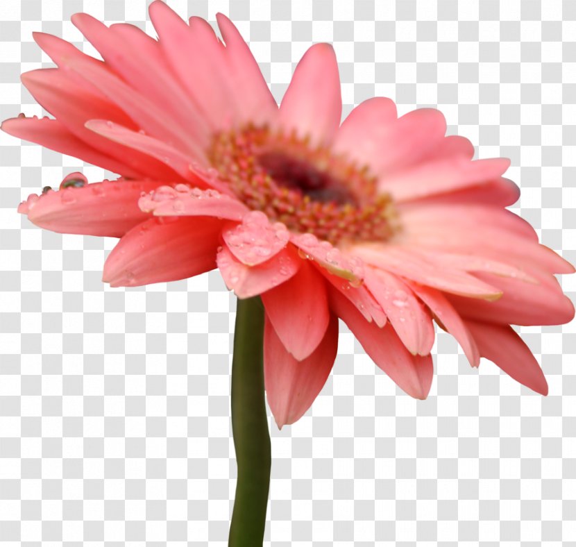 Common Daisy Artificial Flower Transvaal Clip Art - Color - Gerbera Transparent PNG