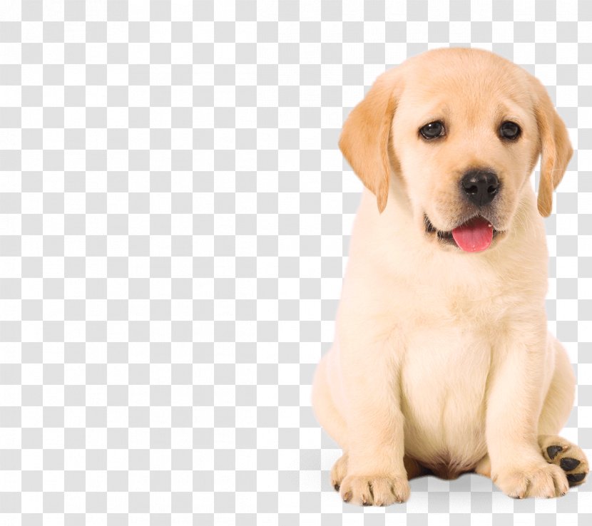 Labrador Retriever Golden Porcelaine Puppy Pet - Dogs Transparent PNG