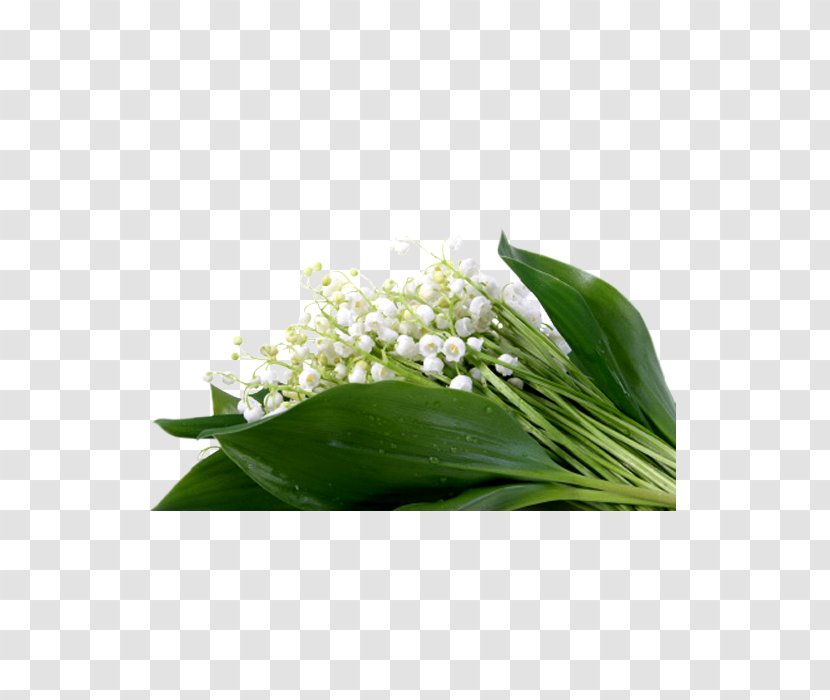 Lily Of The Valley Flower Plant Leaf Flowering Transparent PNG