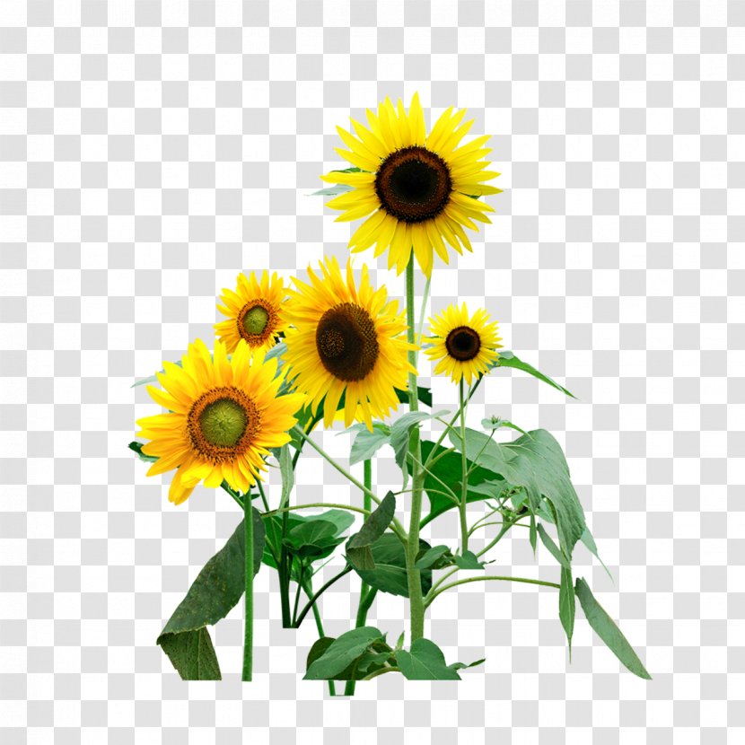 Common Sunflower Download Computer File - Cut Flowers Transparent PNG