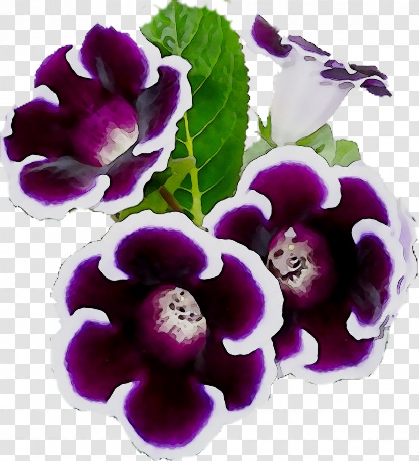 Herbaceous Plant Plants - Viola - Violet Transparent PNG
