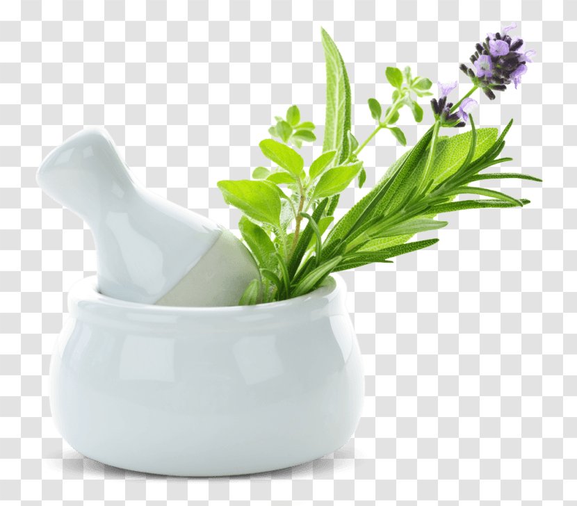 Alternative Health Services Medicinal Plants Herbalism Medicine - Herbal - Pestle And Mortar Transparent PNG