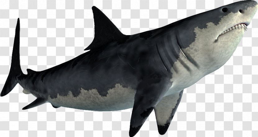 Hungry Shark Evolution Jaws Great White Image - Fish Transparent PNG