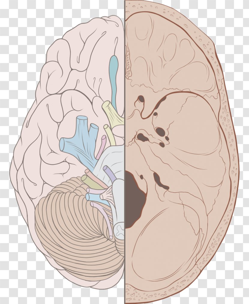 Cranial Nerves Brain Nervous System Cavity - Frame Transparent PNG