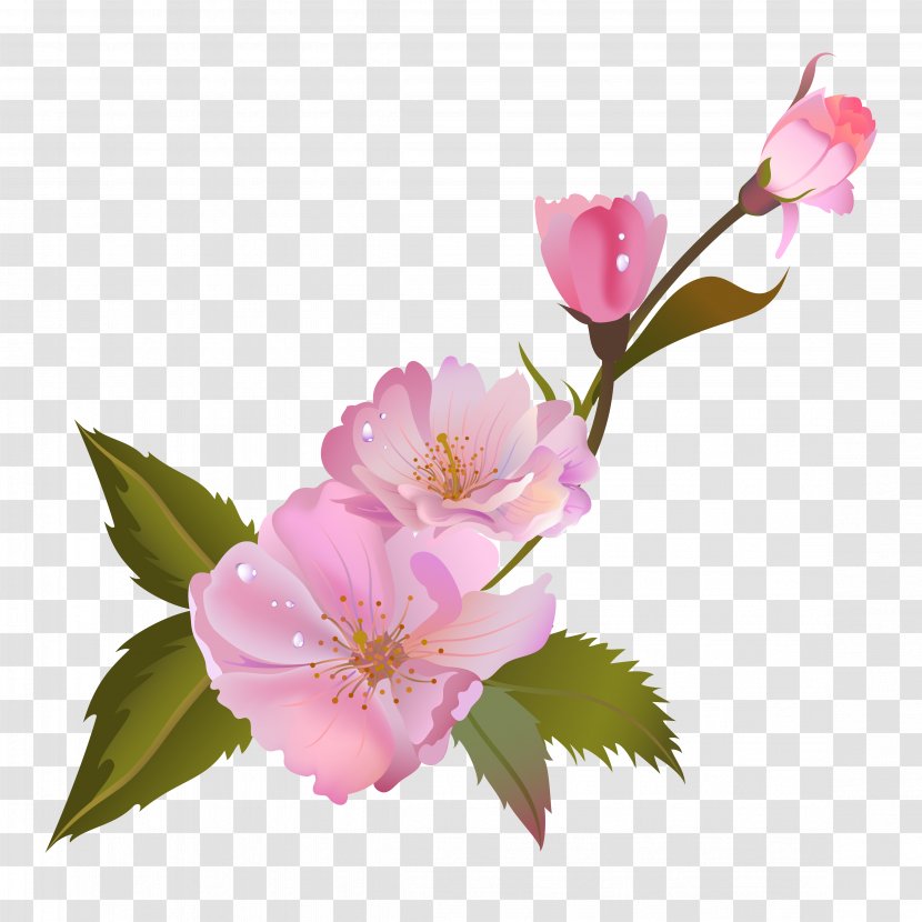 Centifolia Roses Still Life: Pink - Blossom Transparent PNG