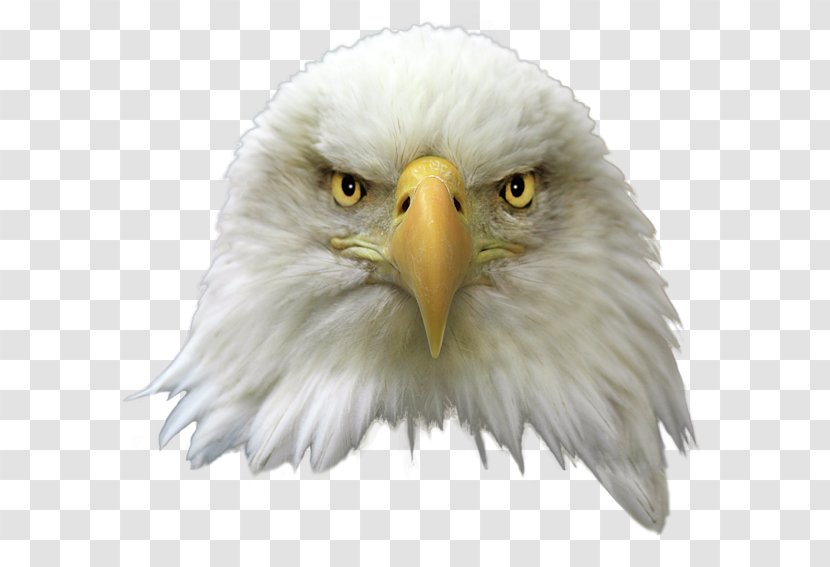 United States Bald Eagle Bird Clip Art - Feather Transparent PNG