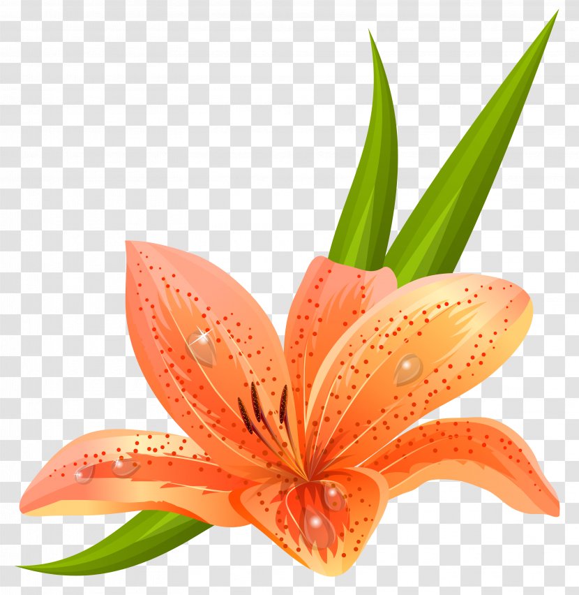 Lilium Flower Euclidean Vector Clip Art - Royalty Free - Orange Clipart Picture Transparent PNG
