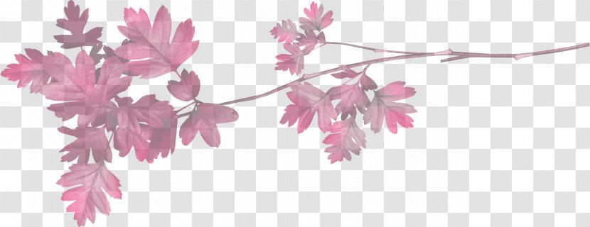 Pink Flower Leaf Plant Branch - Flowering - Petal Twig Transparent PNG